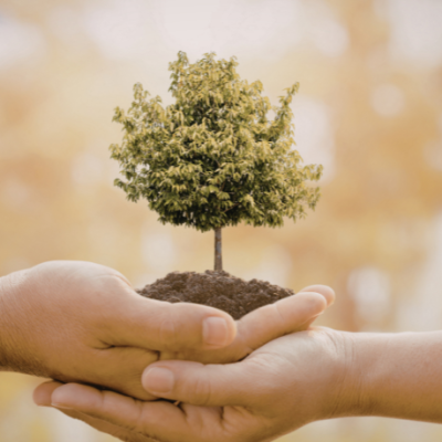 Pernambuco e a nova política de economia de impacto: um impulso real para empreendedores socioambientais