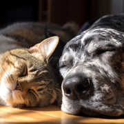 Política de controle populacional de cães e gatos em Pernambuco: avanços, desafios e impactos sociais