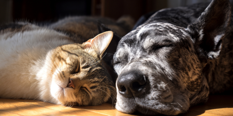 Política de controle populacional de cães e gatos em Pernambuco: avanços, desafios e impactos sociais