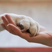 Os rumos do direito ambiental e o impacto da política de bem-estar animal na gestão municipal em Pernambuco