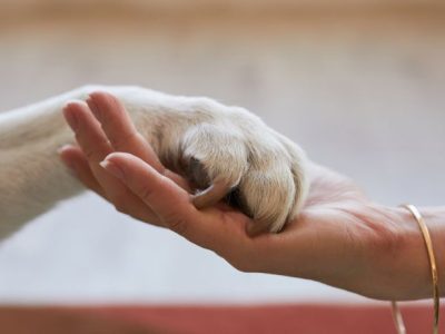 Os rumos do direito ambiental e o impacto da política de bem-estar animal na gestão municipal em Pernambuco