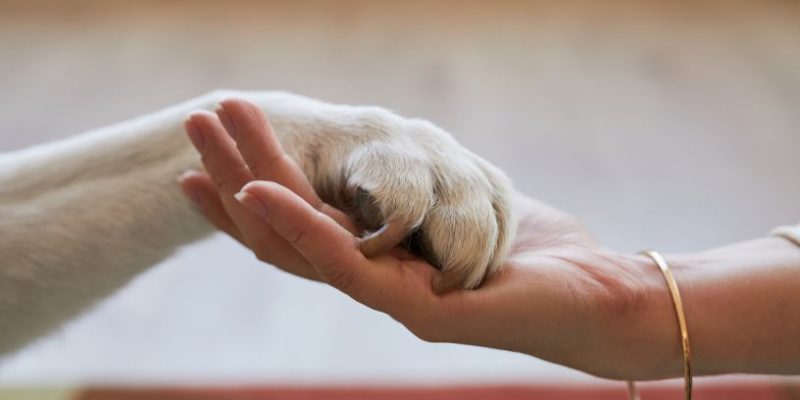 Os rumos do direito ambiental e o impacto da política de bem-estar animal na gestão municipal em Pernambuco